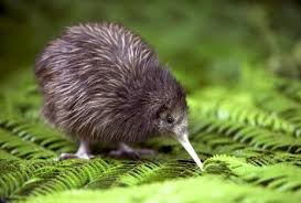 Ausztrál őstől származhat az Új-Zéland jelképének számító kivi madár