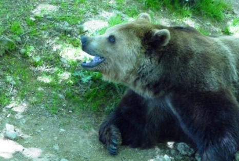 Határsértő medvét fedezett fel a hőkamera!– videó