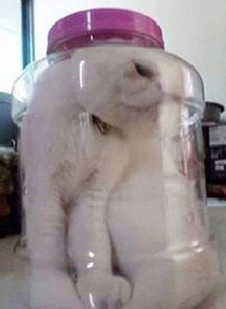 Műanyag edénybe zárta bele macskáját hogy megbüntesse! – fotó