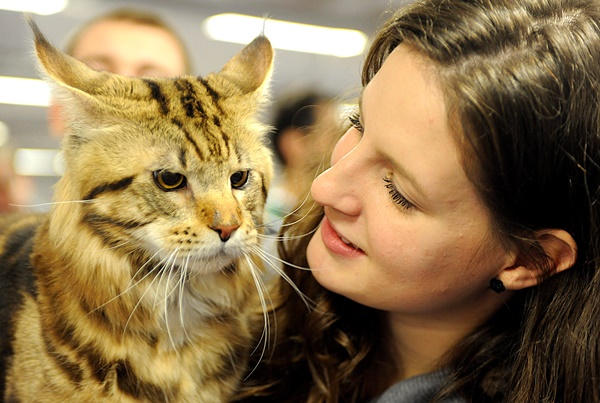 Nemzetközi macskakiállítás Budapesten