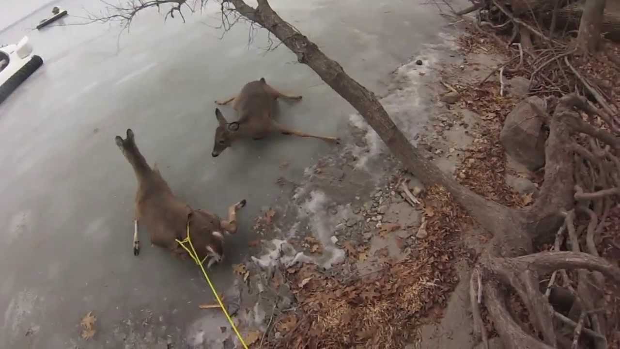 Őzeket mentettek egy befagyott tó jegéről! – videó