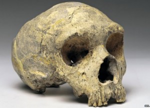 neanderthal_cranium_gibraltar