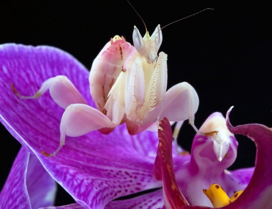 orchid-mantis-2