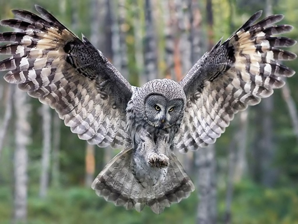 owls-11