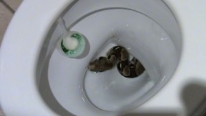 snake+found+Toilet