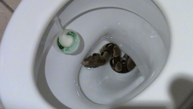 Férfiasságába mart bele a vécében rejtőző kígyó