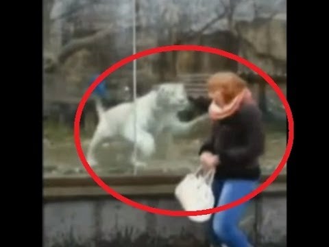 Egy állatkerti tigrisből gyilkos vadászösztönt váltott ki egy nő - videó