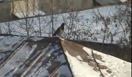 Snowboardozó varjú egy orosz háztetőn! – videó