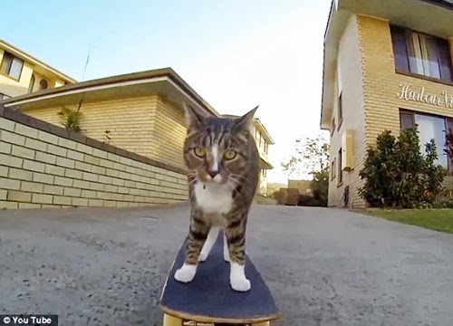 Gördeszkázó cica az új sztár a neten! – képek, videó