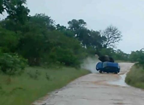 Elefánt borította fel a turisták autóját! – videó
