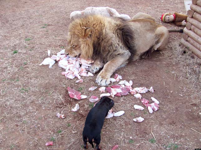 Sausage Dog And Lion At Feeding Time