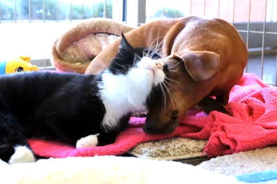 Örök barátság köti össze a lebénult cicát és a tacskót! – videó