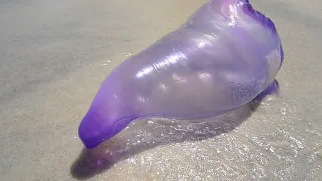 Különleges medúzafajt találtak Brazília partjainál! – fotó és videó