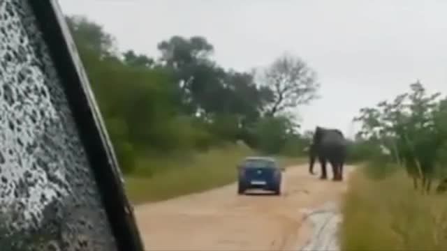 917679-Raging-Bull-Elephant-Rolls-Car-Over