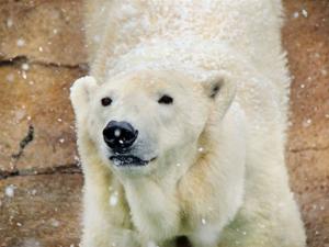 Elpusztult Geebee, a napimádó jegesmedve - képek