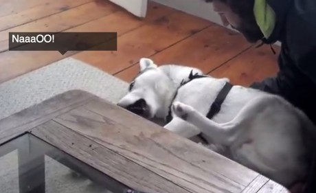 Blaze-the-Husky-Says-No-to-HIs-Kennel-in-This-Hilarious-Video--460x281