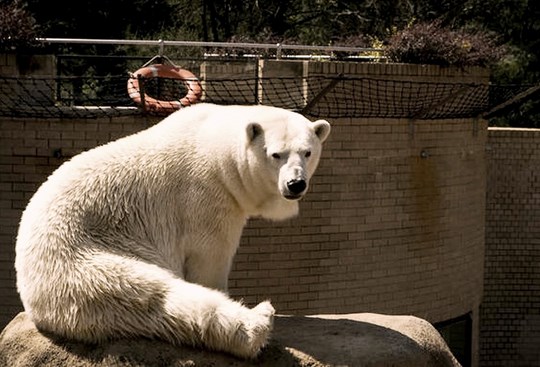 Very-funny-Polar-bear-enclosure-Johanneburg-Zoo-by-happytouring