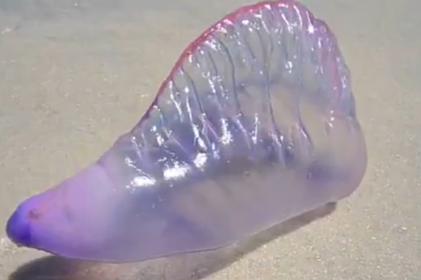 Weird-jellyfish-discovered-on-the-beach-in-Brazil-2972544