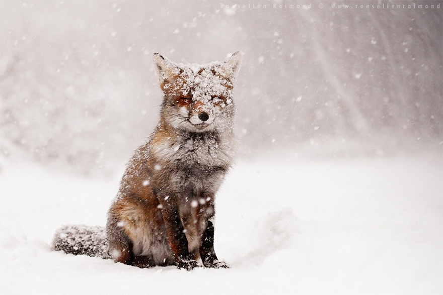 Mágikus fotók állatokról a télben