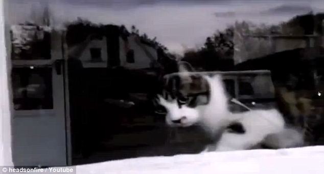 Vicces videó! A macska, aki a postásra támad