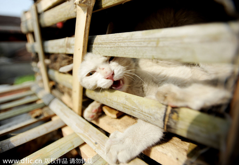 2800 étterembe szánt macskát szabadítottak ki Kínában - fotók