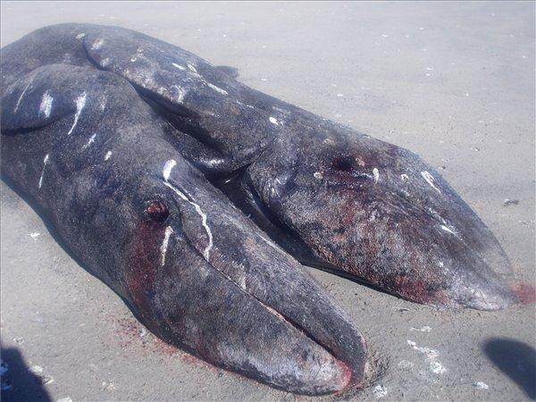Halott bálna-sziámiikrek sodródtak partra Mexikóban – képek és videó