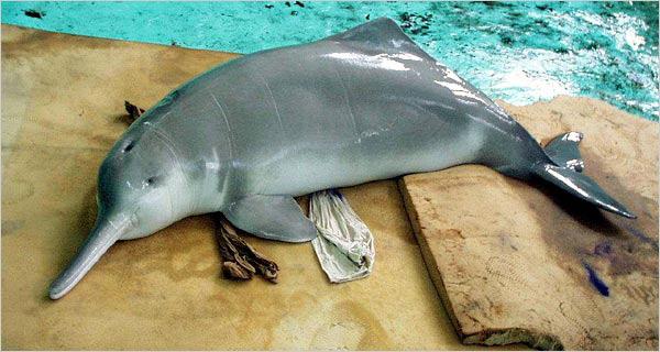 delfin-delfin