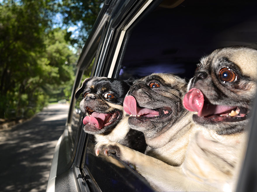 Aranyos fotók kutyákról, akik bizony élvezik a száguldást
