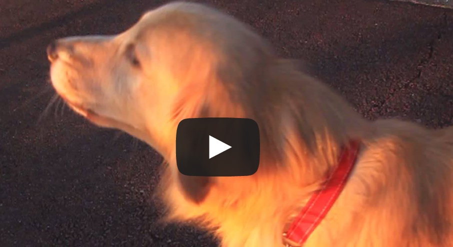 Halottál már kutyát szirénázni? Nézd meg a kis videót!