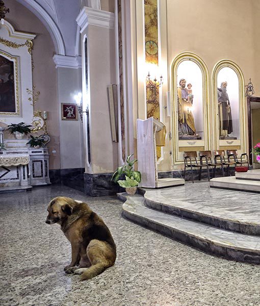 Halott gazdáját várja mindennap a kutyus a templomban! - fotók