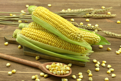KSH: nőtt a búza és a kukorica termésmennyisége tavaly