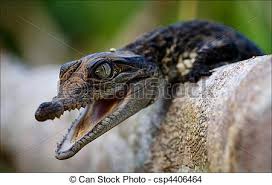 Kilenc krokodil egy uszodában - Tréfából vihették őket oda