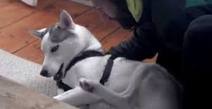 Visszafeleselő kutyus az internet új sztárja! – videó