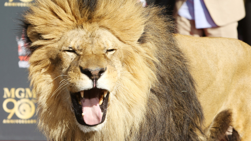 Az MGM oroszlánja otthagyta mancslenyomatát a hollywoodi Chinese Theatre előtt