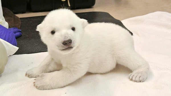 Cuki jegesmedvebocs a net új sztárja – képek és videó
