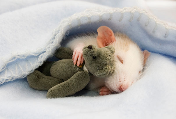 A patkányok is lehetnek aranyosak mackókkal