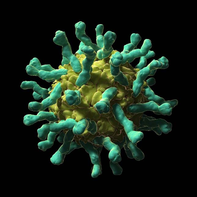 Halálos vírusok mikroszkopikus fotói 3D-ben