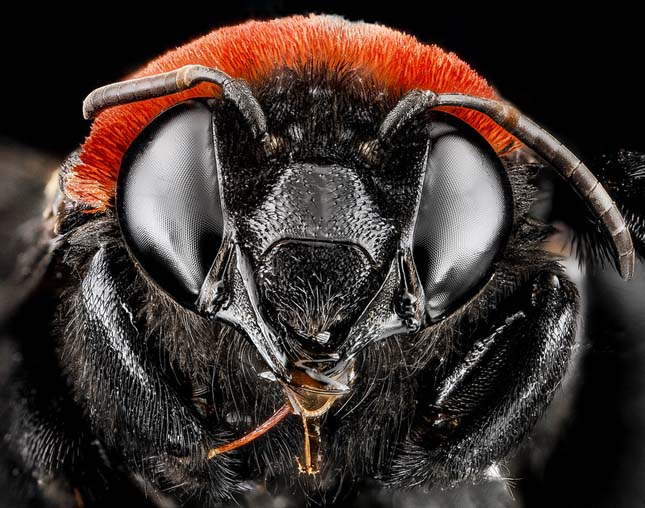 Makrofotók méhekről