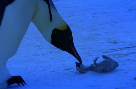 Szívszorító! Pingvinmama próbálja meg életre kelteni halott kicsinyét! – videó