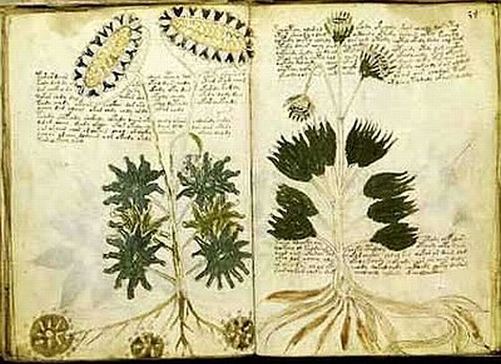 Voynich-kéziratból megfejtettek tíz szót? - videó, képek