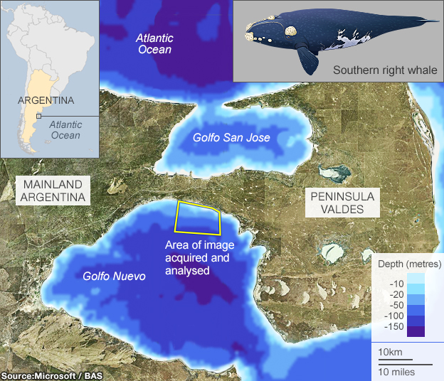 _72899334_golfo_neuvo_whales_624map