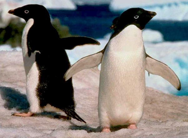 Adélie-pingvin