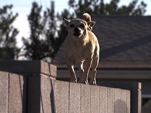 KNXV Chihuahuas on the loose in Maryvale_1392355876014_2889210_ver1.0_640_480