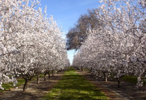 March-Almond-blossoms