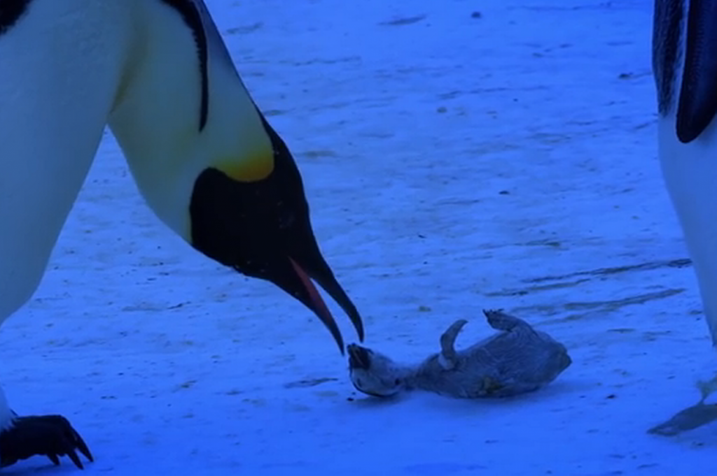 The-Most-Emotional-Clip-Ever--Penguins-Grieving-3110678