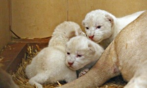 White lion cubs