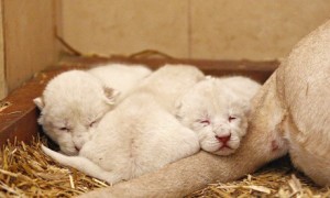 White lion cubs