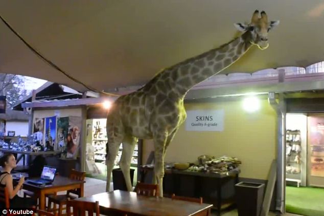 Videó! Étterembe sétált be egy zsiráf