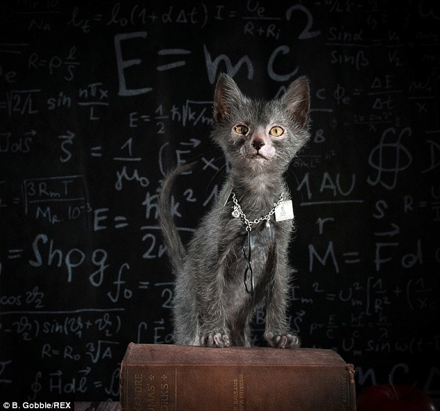 article-2556902-1B6ABED100000578-944_634x592