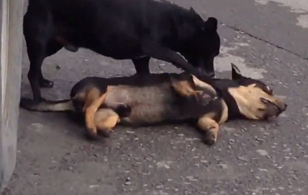 Megtörten küzd a kutya, hogy életre keltse halott társát! - videó